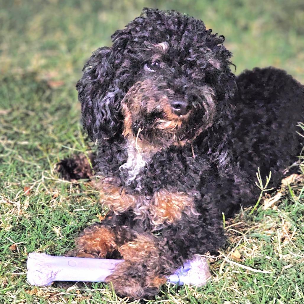 Mystique, a Adoptable Miniature Poodle in Chandler, AZ image 1/4