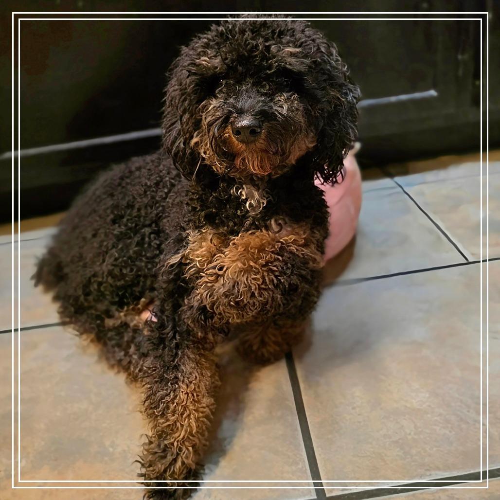 Mystique, a Adoptable Miniature Poodle in Chandler, AZ image 2/4