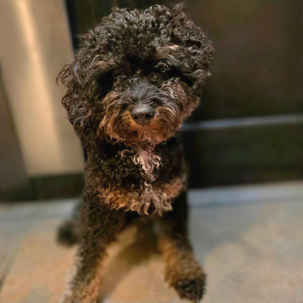 Mystique, a Adoptable Miniature Poodle in Chandler, AZ image 3/4