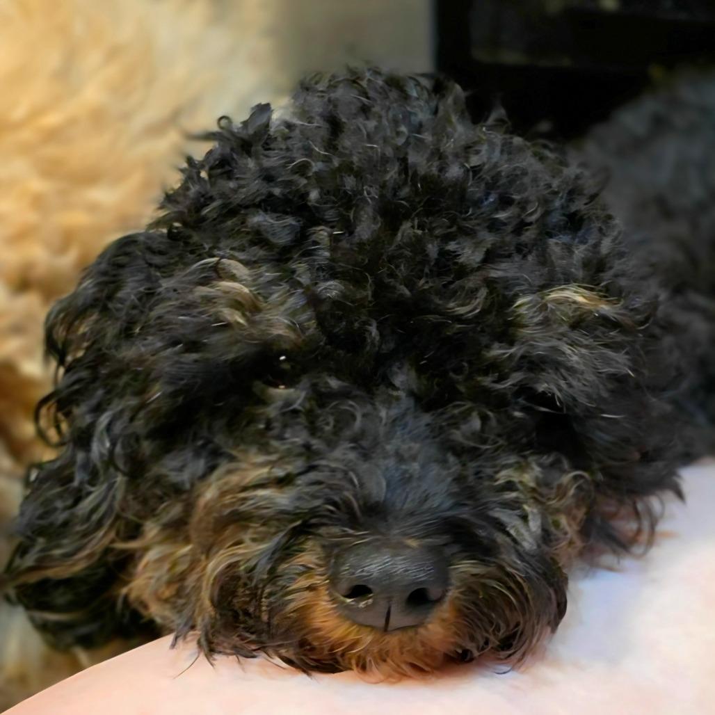 Mystique, a Adoptable Miniature Poodle in Chandler, AZ image 4/4