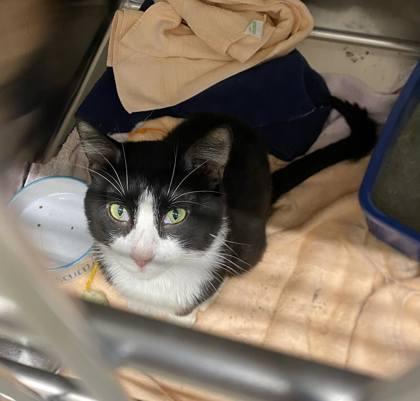 Tacoma, Adoptable, Young Male Domestic Short Hair & Domestic Short Hair.