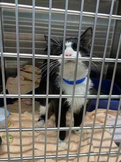 Tacoma, a Adoptable mixed breed in Hobart, IN image 3/3