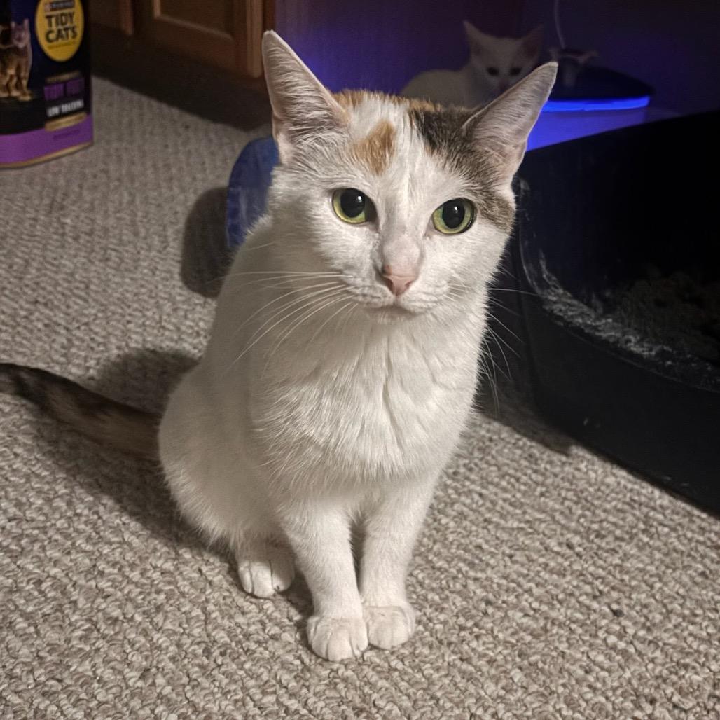 O'Reilly, a Adoptable American Shorthair in Greenfield, IN image 2/3
