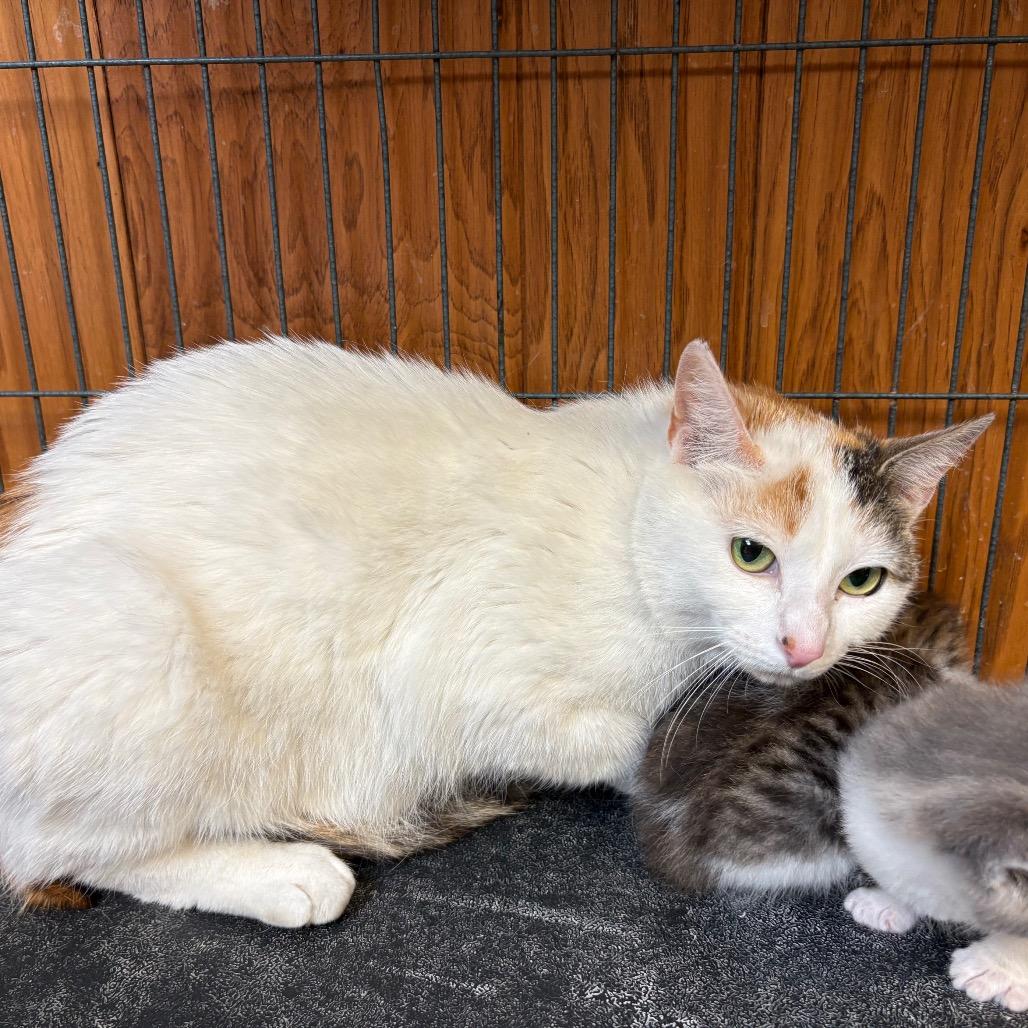 O'Reilly, a Adoptable American Shorthair in Greenfield, IN image 3/3