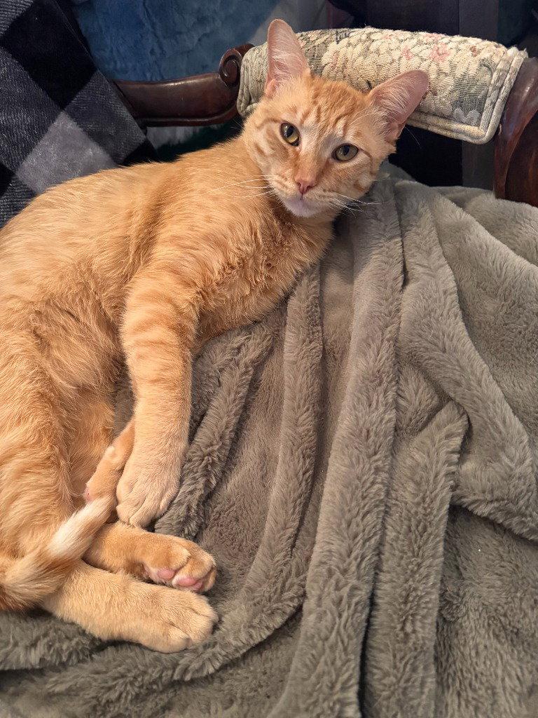 AL - Marquam, Adoptable, Young Male Domestic Short Hair.