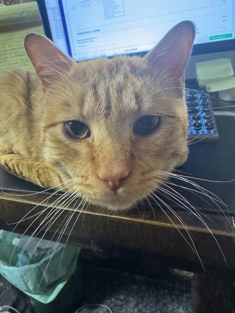 Enlarge AL - Marquam, a Adoptable Domestic Short Hair in Battle Ground, WA image 2/3