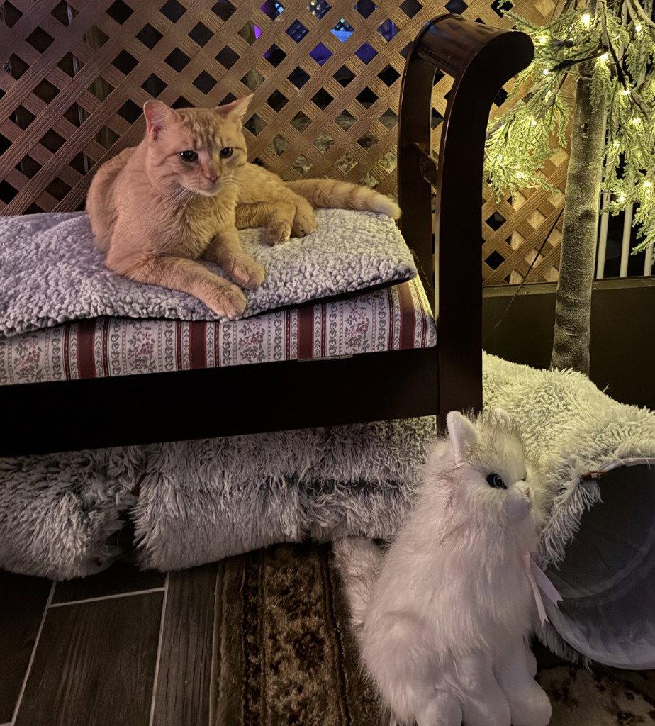 Enlarge AL - Marquam, a Adoptable Domestic Short Hair in Battle Ground, WA image 3/3