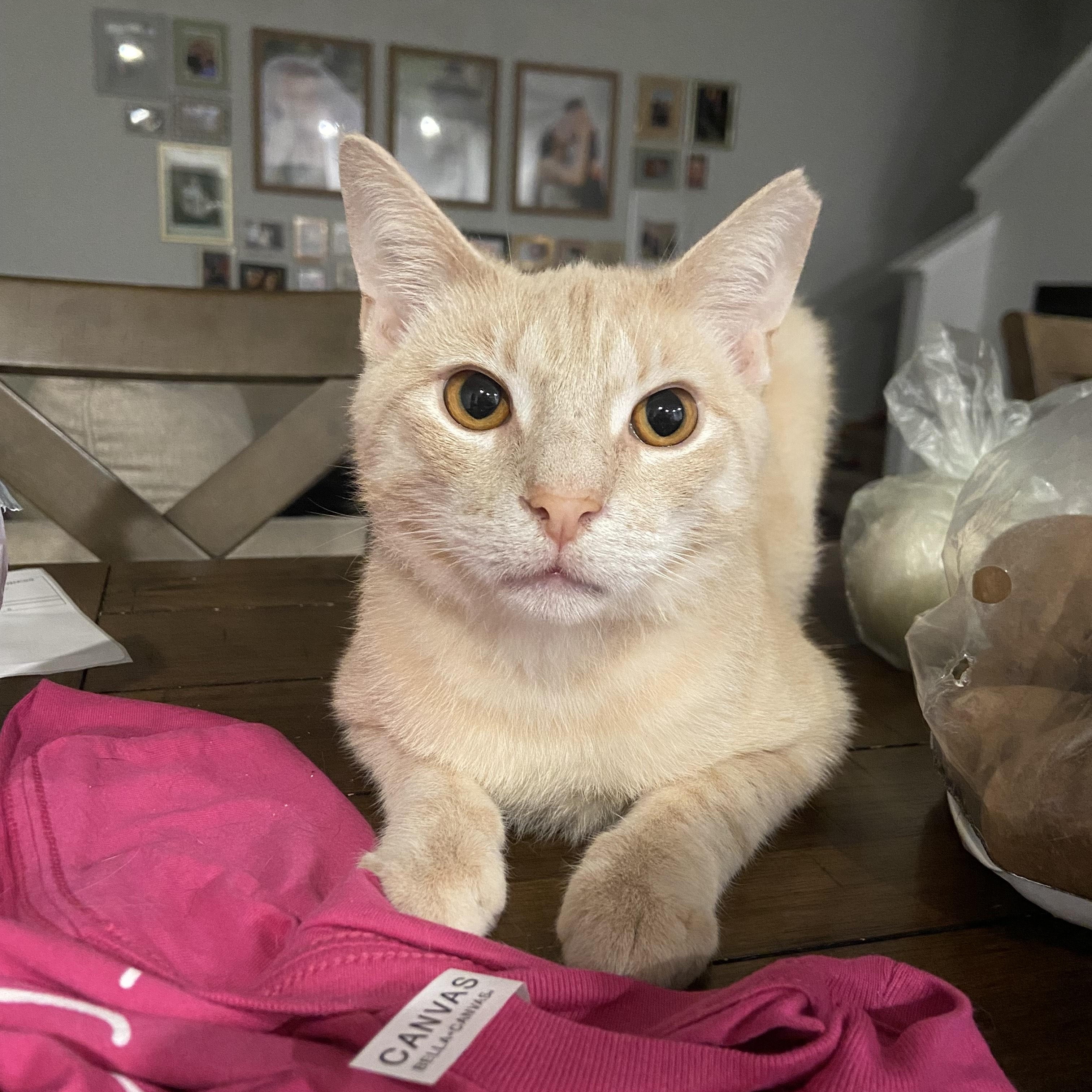 Enlarge Gabriel, a Adoptable Domestic Short Hair in Beaufort, SC image 1/5