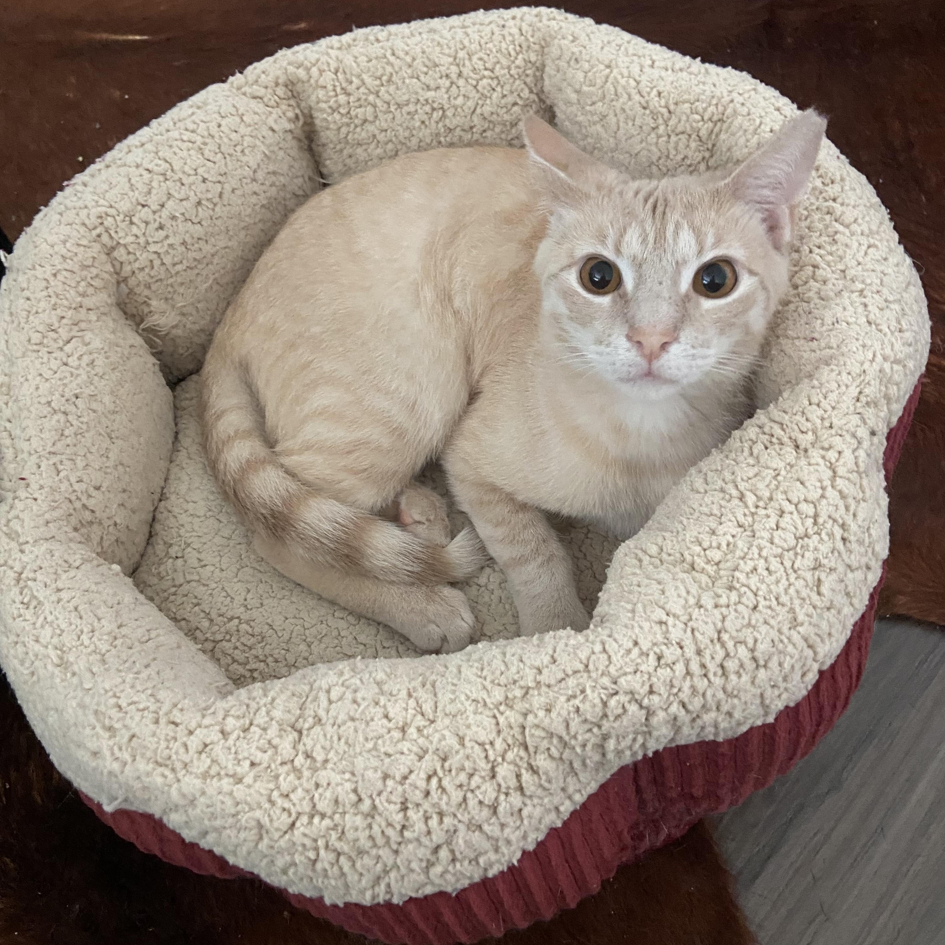 Enlarge Gabriel, a Adoptable Domestic Short Hair in Beaufort, SC image 2/5