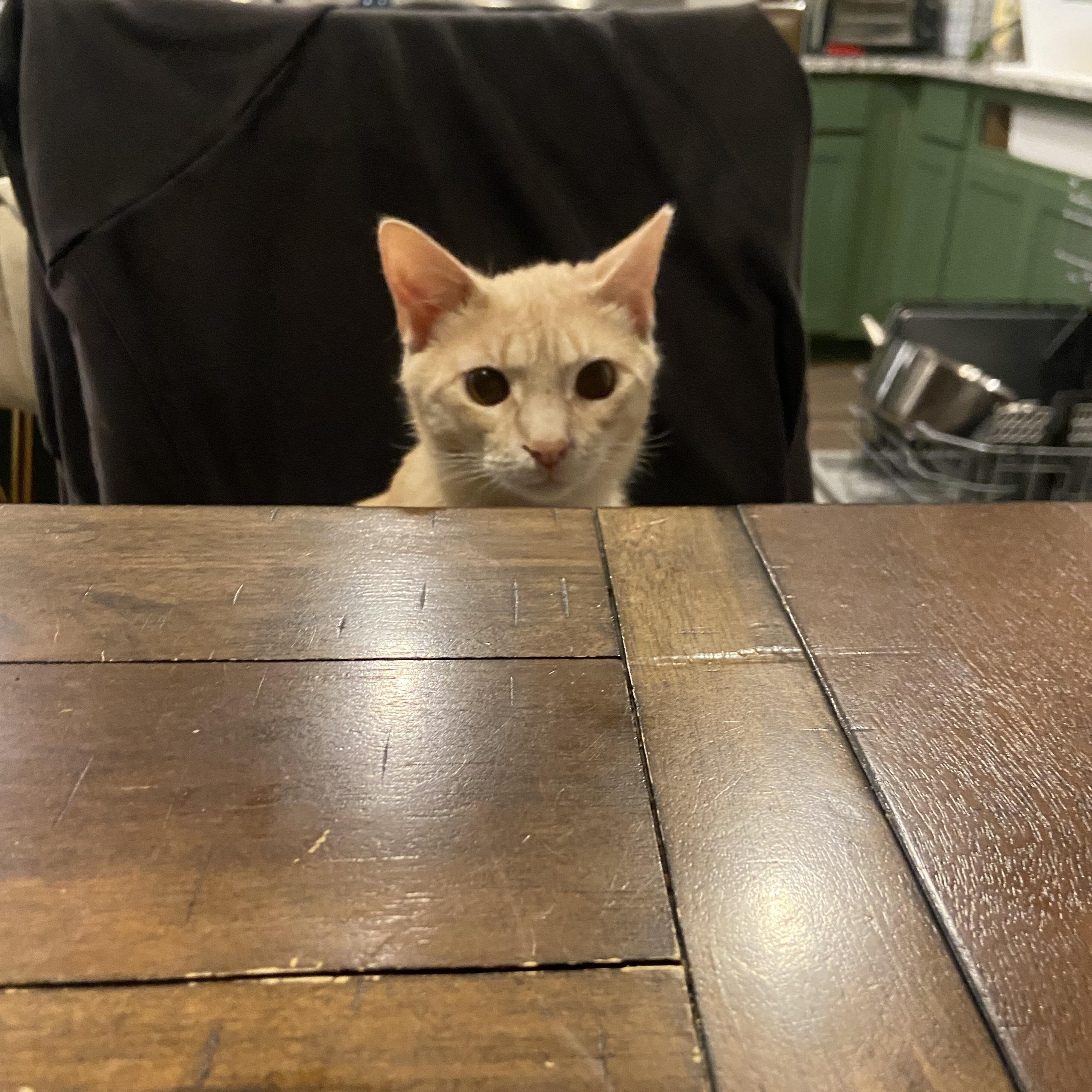 Enlarge Gabriel, a Adoptable Domestic Short Hair in Beaufort, SC image 5/5