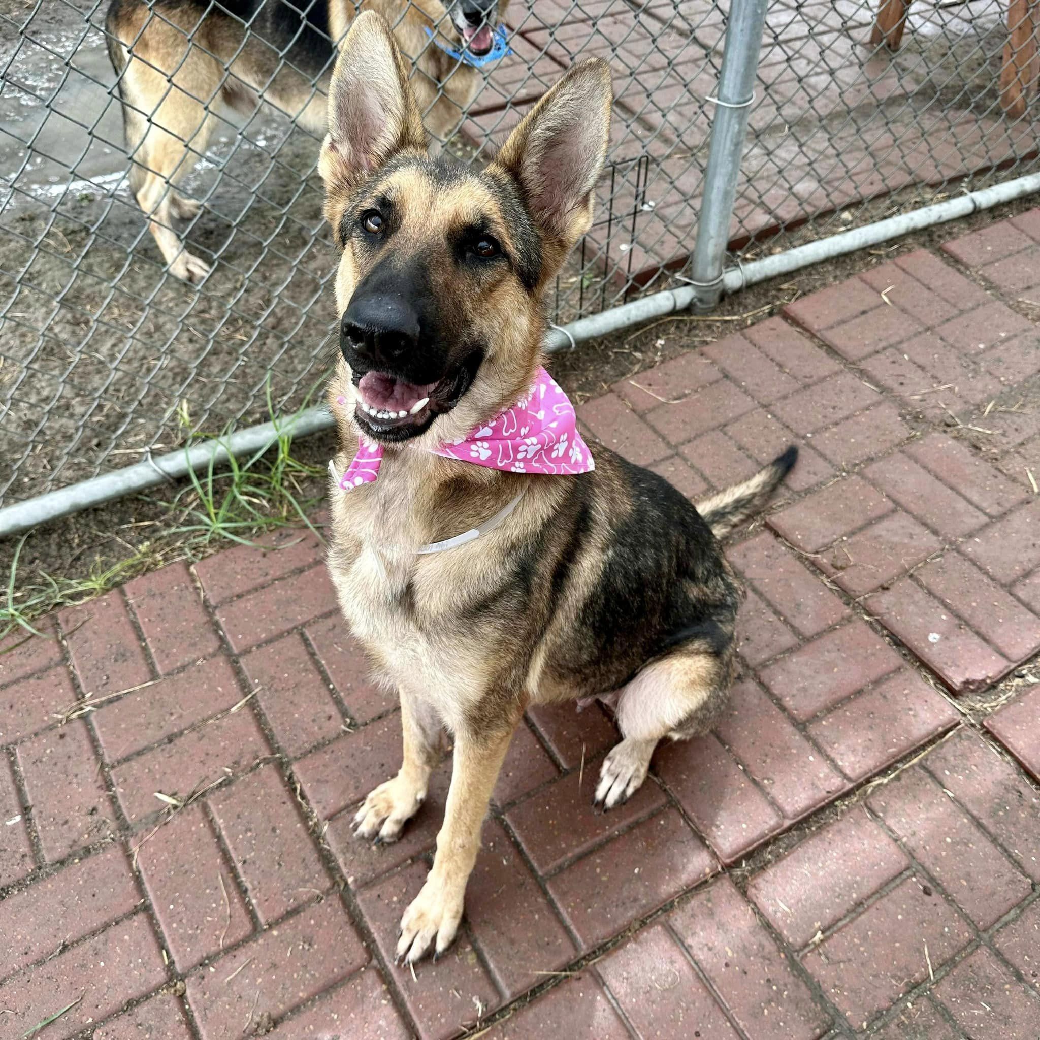 Dog for adoption Alexa, a German Shepherd Dog Mix in Avon, CT Petfinder