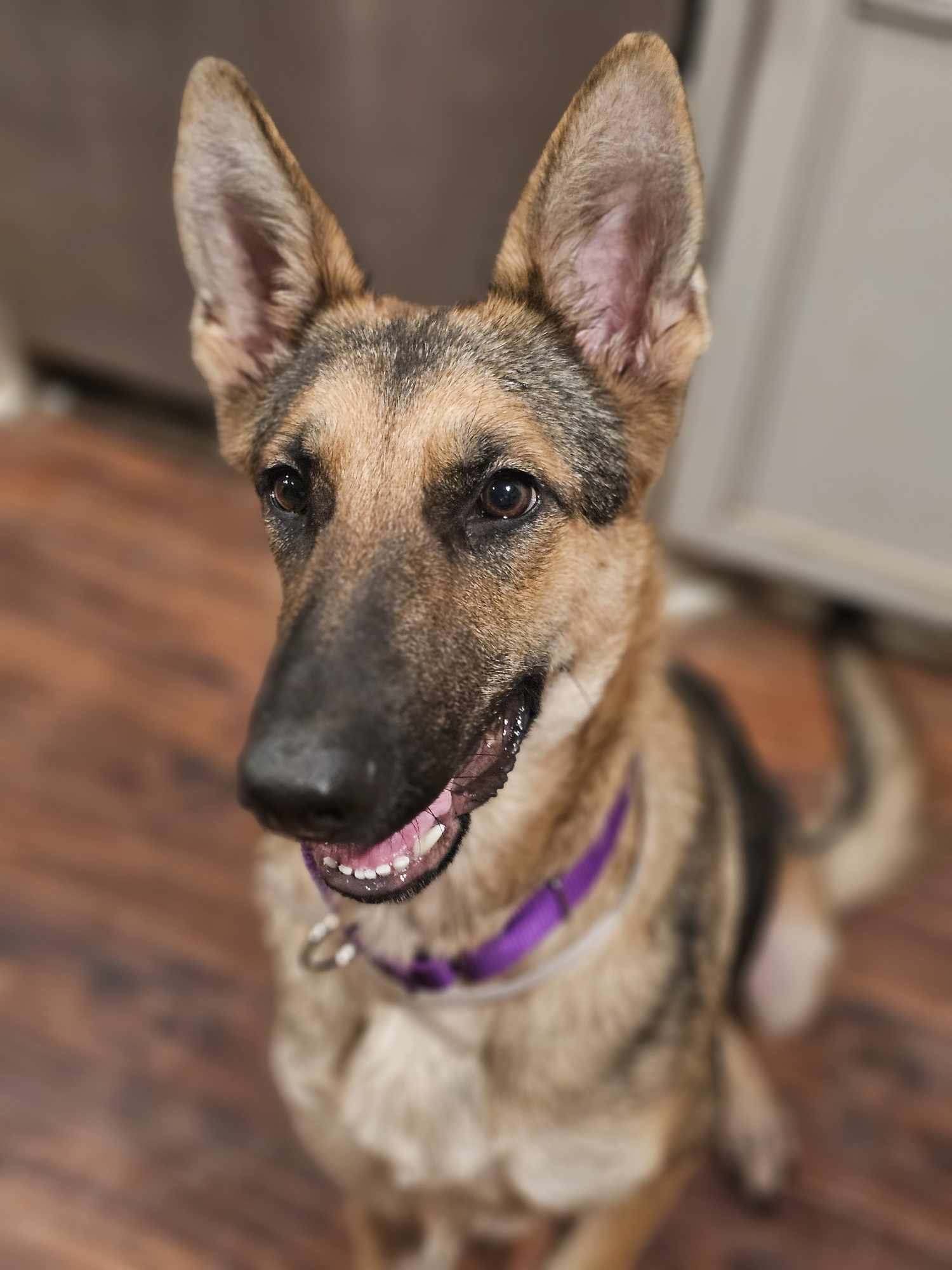 Dog for adoption Alexa, a German Shepherd Dog Mix in Avon, CT Petfinder