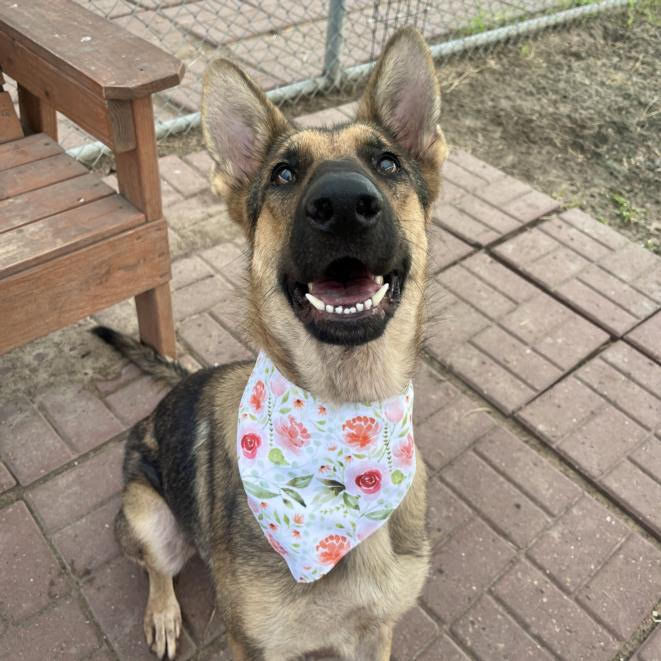 Dog for adoption Alexa, a German Shepherd Dog Mix in Avon, CT Petfinder