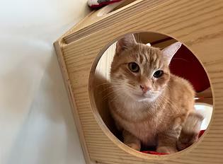 Enlarge Hyperion, a ADOPTABLE Domestic Short Hair in Evanston, IL image 1/1