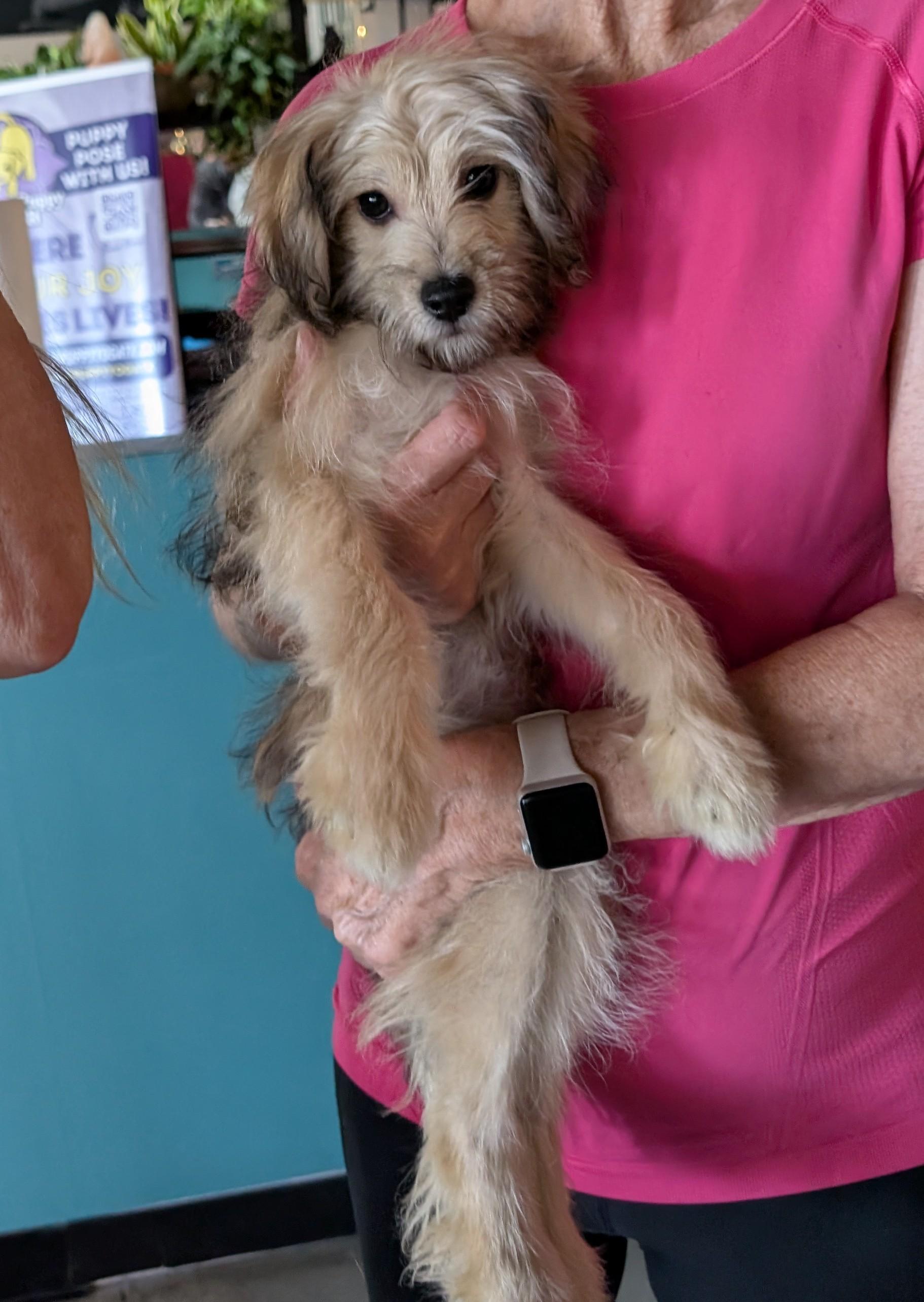 Enlarge Lewis, a Adopted mixed breed in Dallas, TX image 3/6