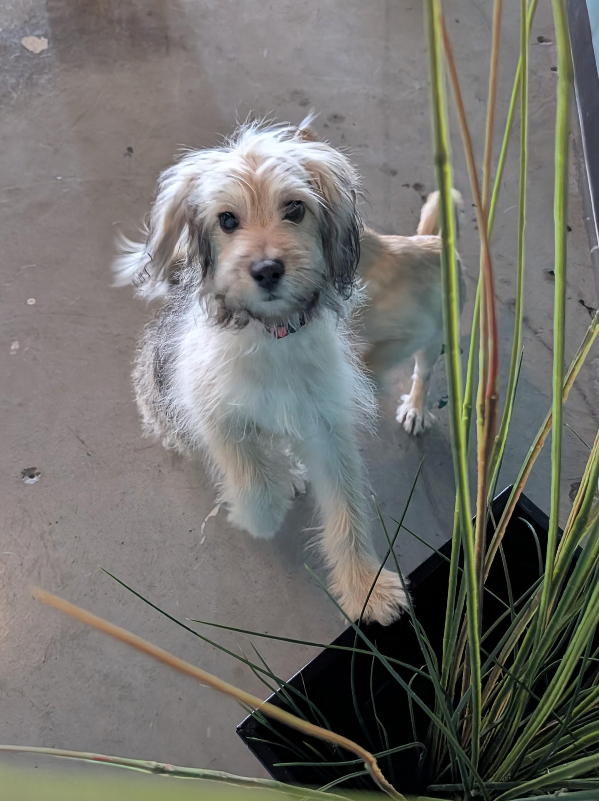 Enlarge Lewis, a Adopted mixed breed in Dallas, TX image 2/6