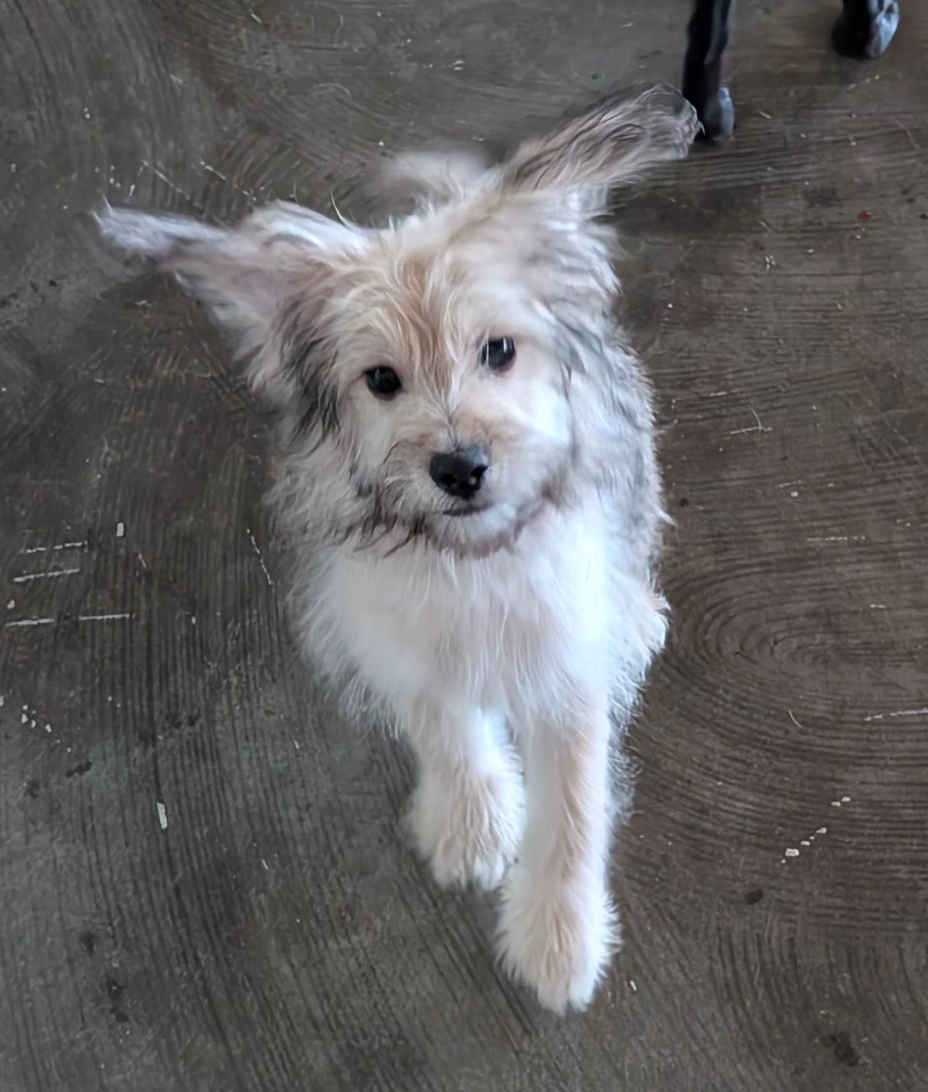 Enlarge Lewis, a Adopted mixed breed in Dallas, TX image 5/6
