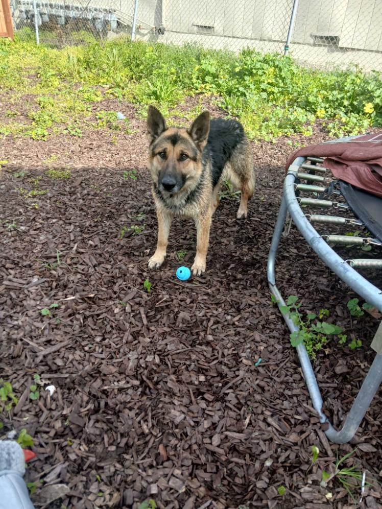 Lucky, Adoptable, Adult Male German Shepherd Dog.