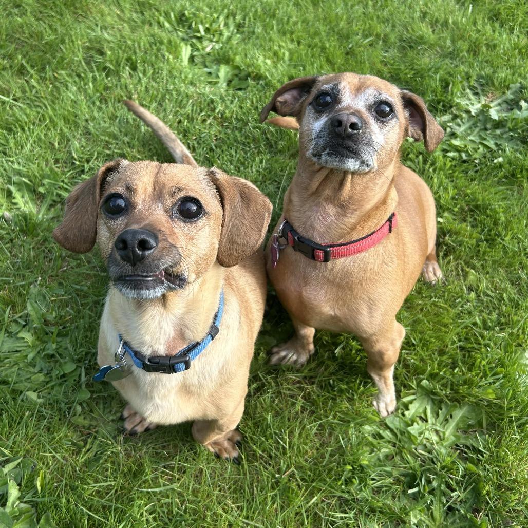 Wally, Adoptable, Senior Male Dachshund & Mixed Breed.