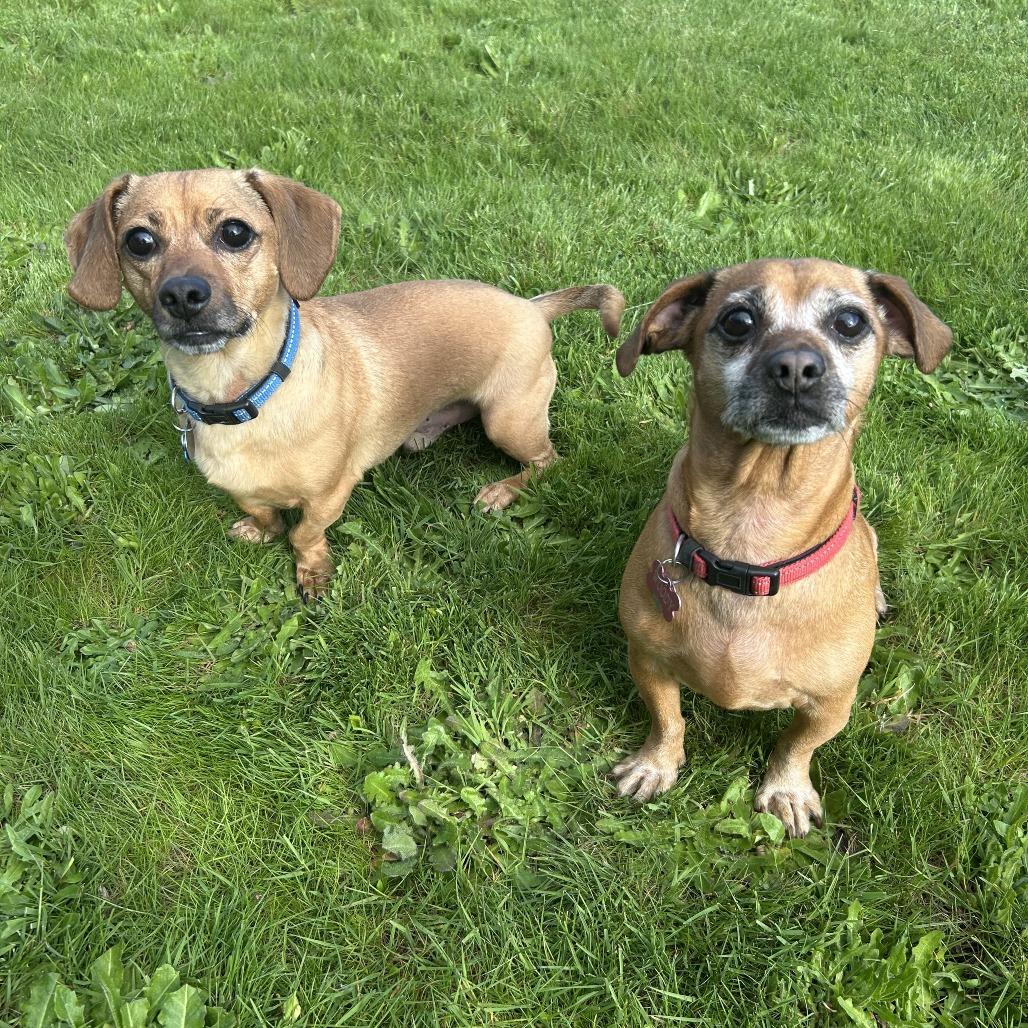 Enlarge Wally, a Adoptable mixed breed in Corvallis, OR image 3/6