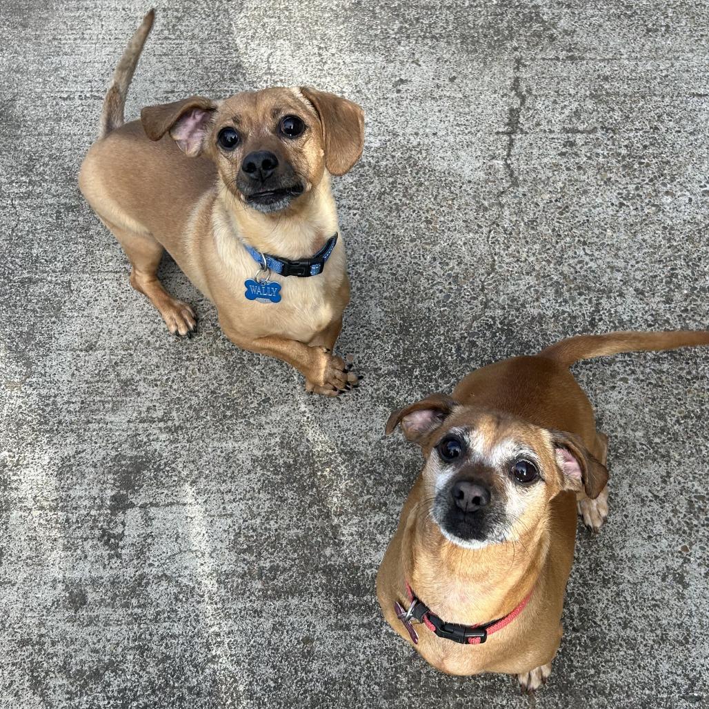 Enlarge Wally, a Adoptable mixed breed in Corvallis, OR image 4/6