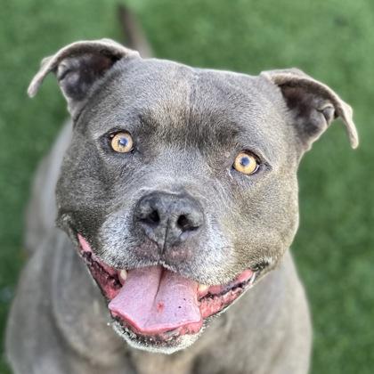 Enlarge Potato, a ADOPTABLE mixed breed in Sacramento, CA image 2/4