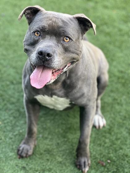 Enlarge Potato, a ADOPTABLE mixed breed in Sacramento, CA image 4/4