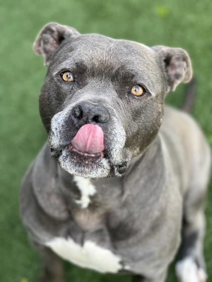 Enlarge Potato, a ADOPTABLE mixed breed in Sacramento, CA image 3/4