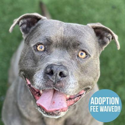 Potato, ADOPTABLE, Adult Male Pit Bull Terrier.