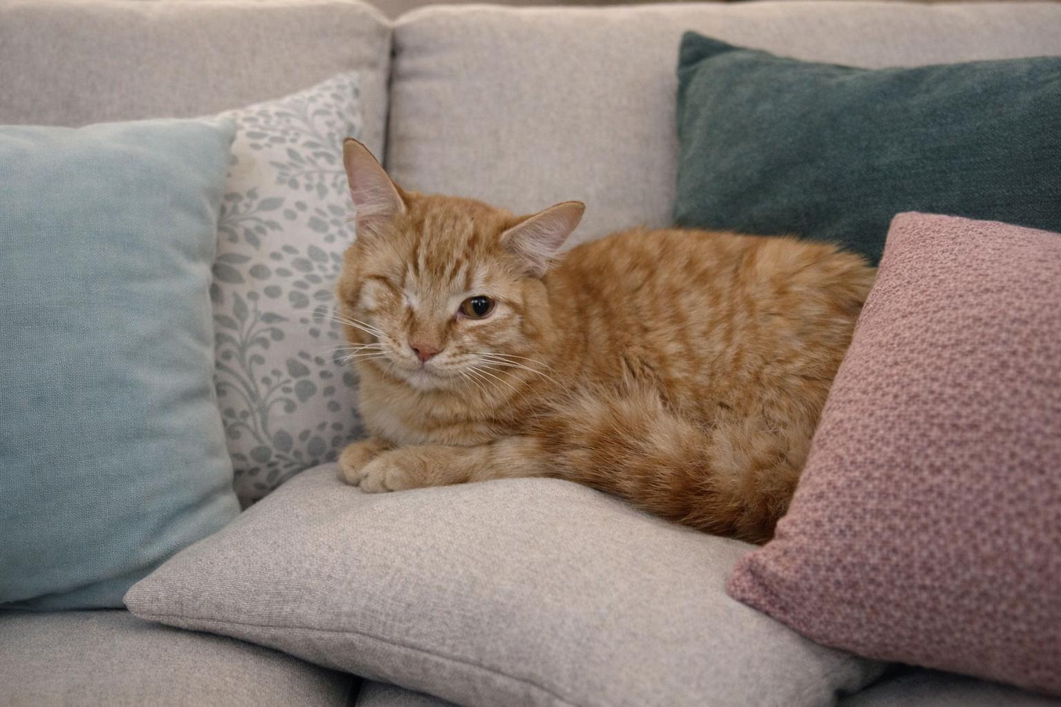 Michael, ADOPTABLE, Kitten Male Domestic Short Hair.