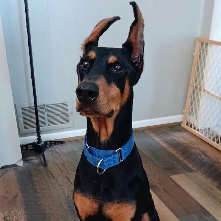 Kiki, ADOPTABLE, Young Female Doberman Pinscher.