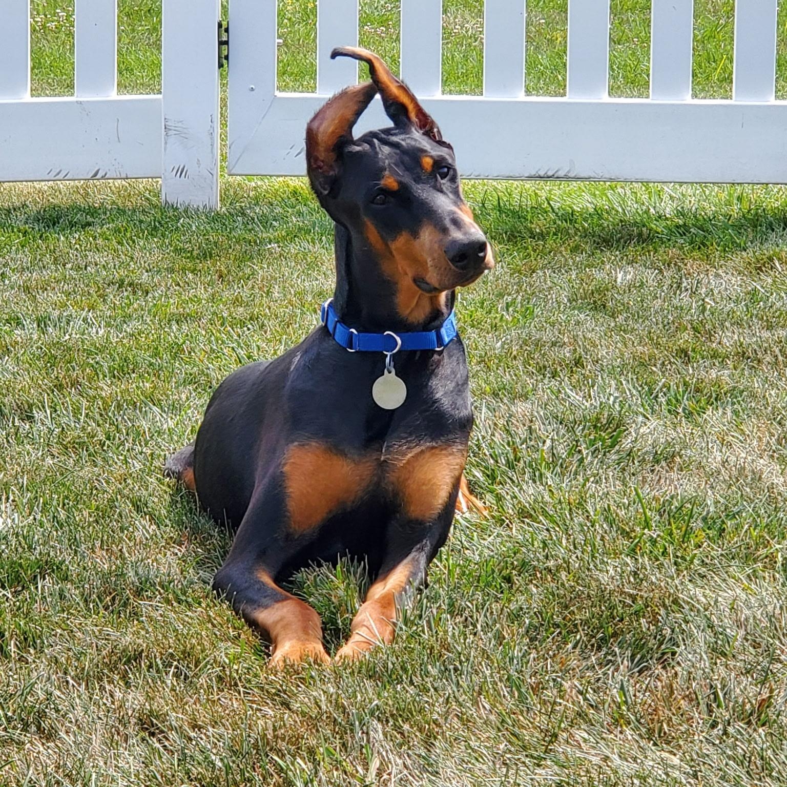 Enlarge Kiki, a ADOPTABLE Doberman Pinscher in Columbus, OH image 2/2