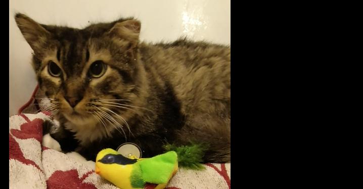 Lowestine, Adoptable, Adult Female Domestic Long Hair.