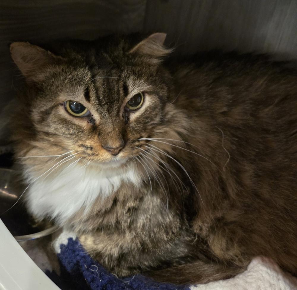 Lowestine, a Adoptable Domestic Long Hair in Wheaton, IL image 2/4