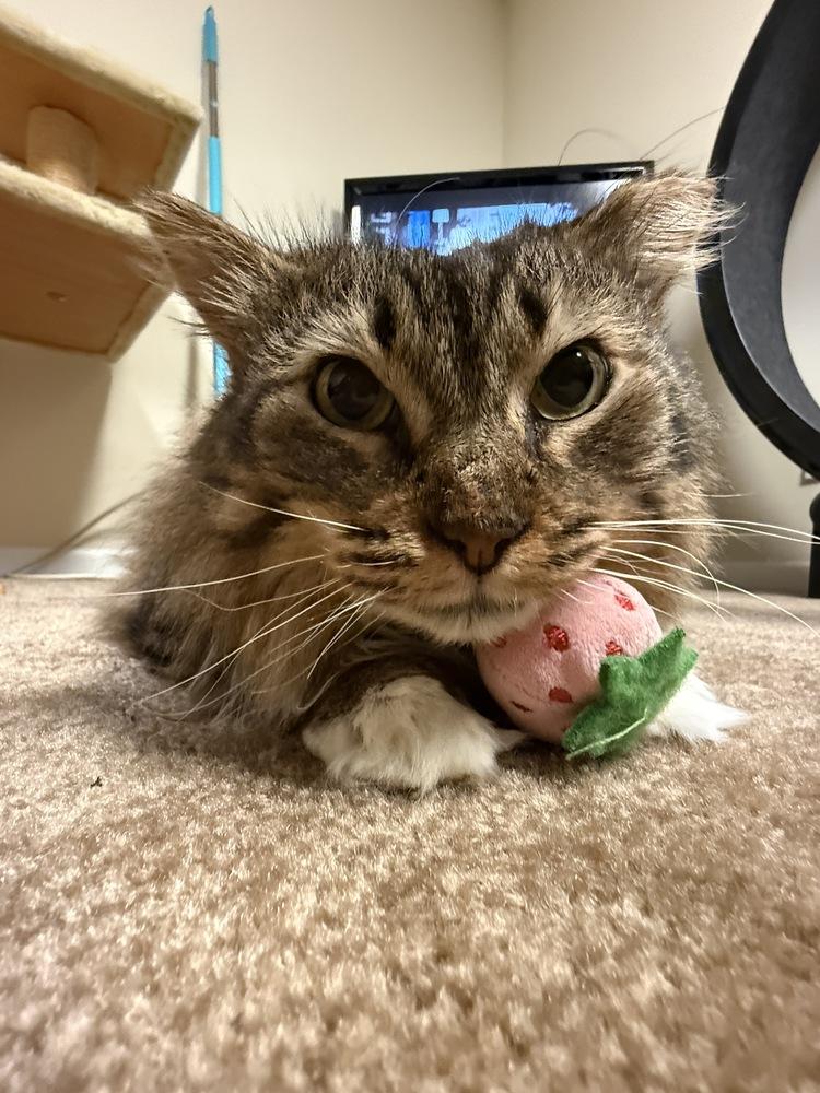 Enlarge Lowestine, a Adoptable Domestic Long Hair in Wheaton, IL image 3/6