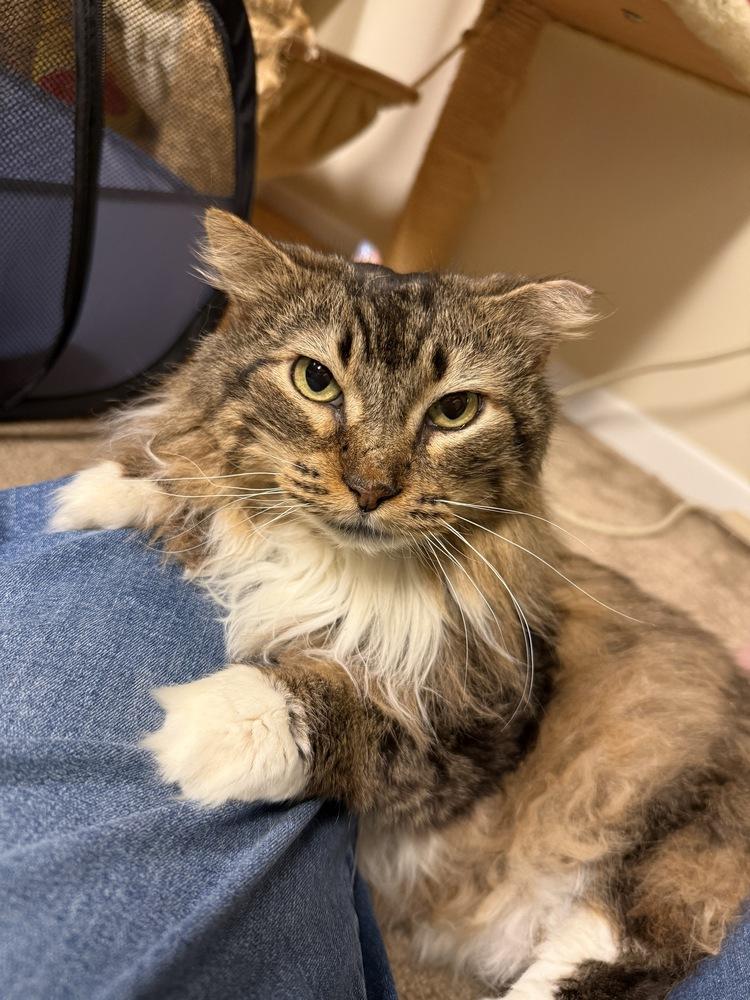 Enlarge Lowestine, a Adoptable Domestic Long Hair in Wheaton, IL image 4/6