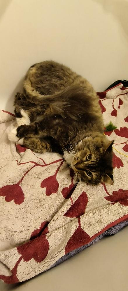 Enlarge Lowestine, a Adoptable Domestic Long Hair in Wheaton, IL image 2/3