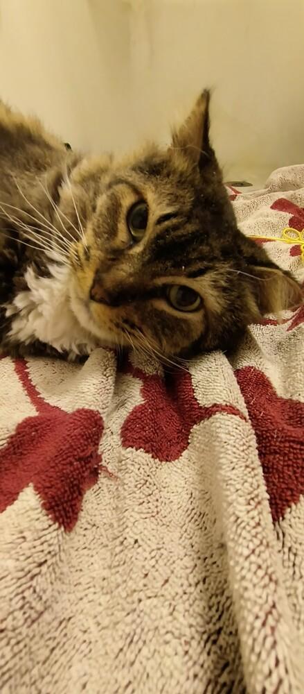 Enlarge Lowestine, a Adoptable Domestic Long Hair in Wheaton, IL image 3/3