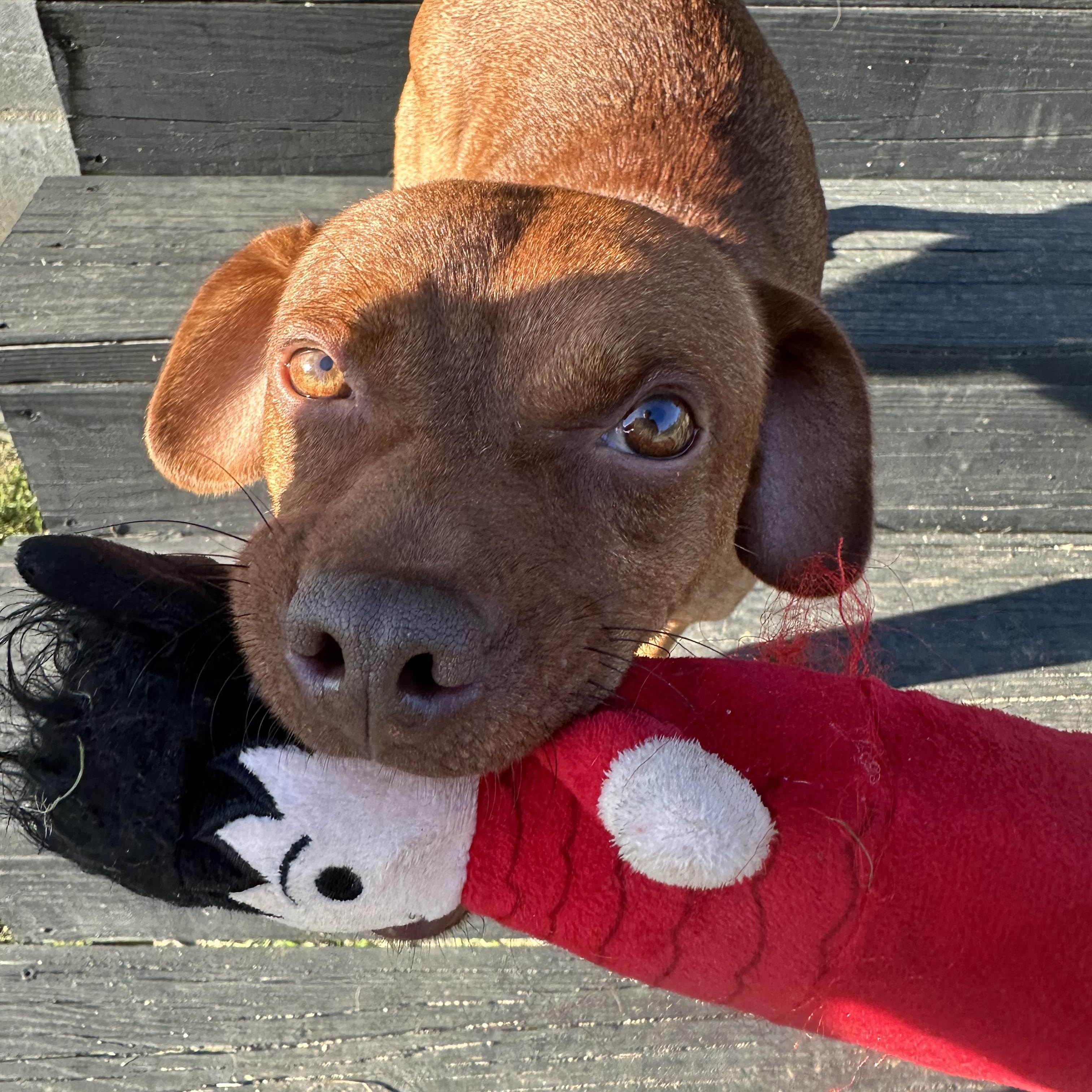 Sam, ADOPTABLE, Young Male Chihuahua.