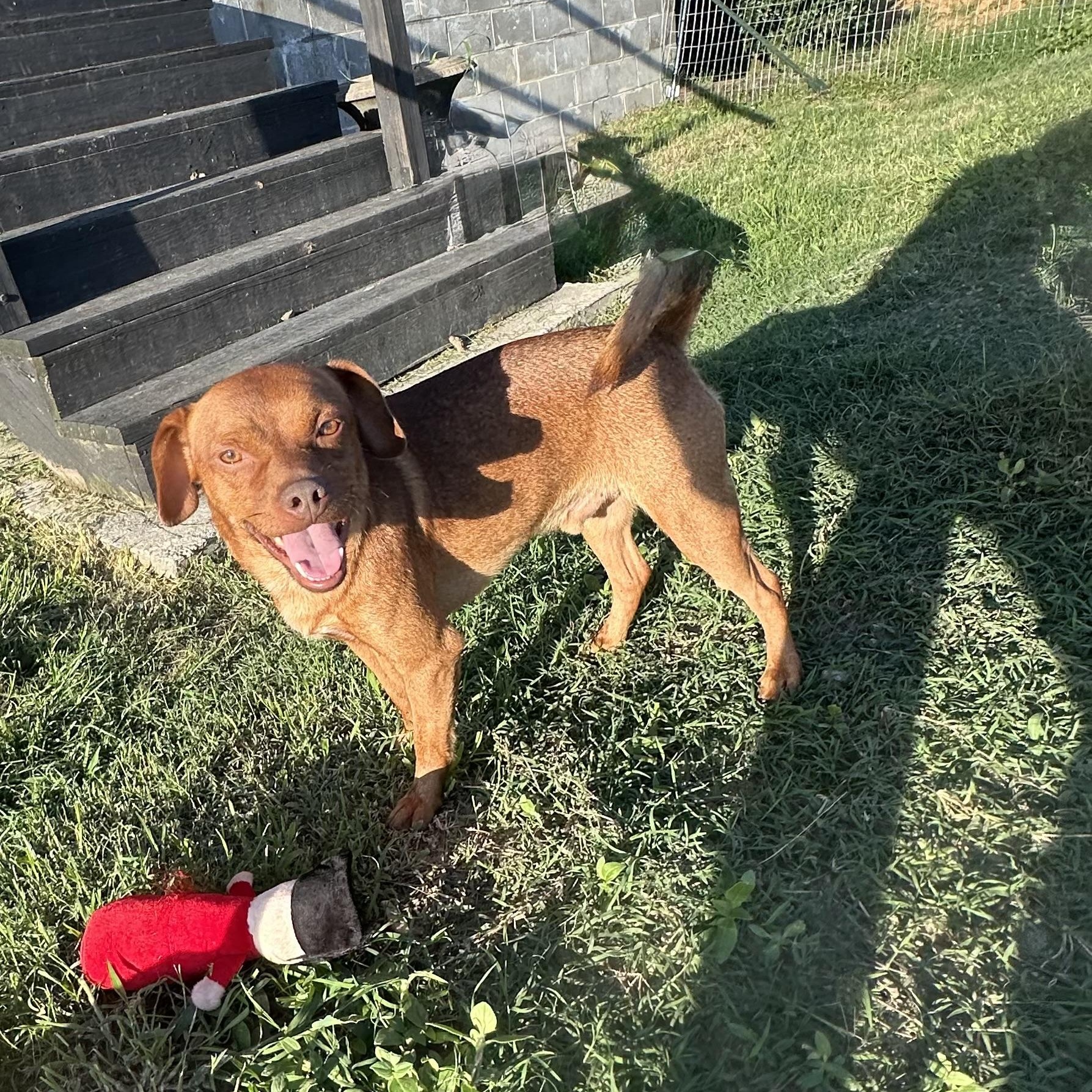 Sam, a ADOPTABLE mixed breed in Douglas, GA image 2/2