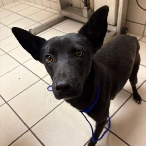 Evie — thumbnail 2