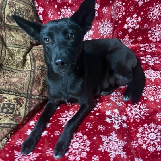 Evie — thumbnail 3