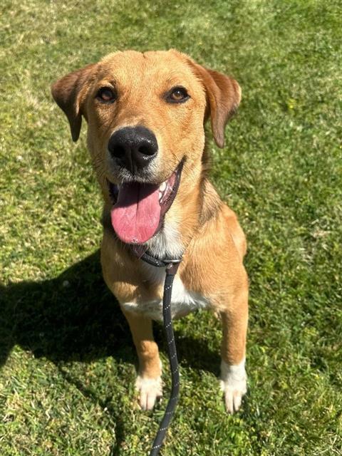 COOPER, Adoptable, Young Male Labrador Retriever & German Shepherd Dog.