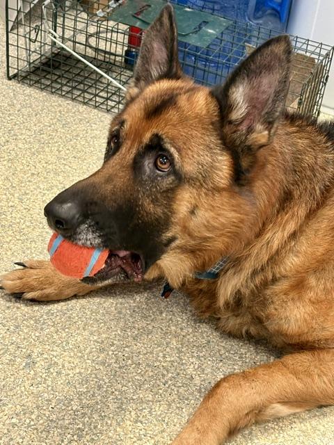 Enlarge Jack Zuko, a Adopted German Shepherd Dog in East Hartland, CT image 3/4