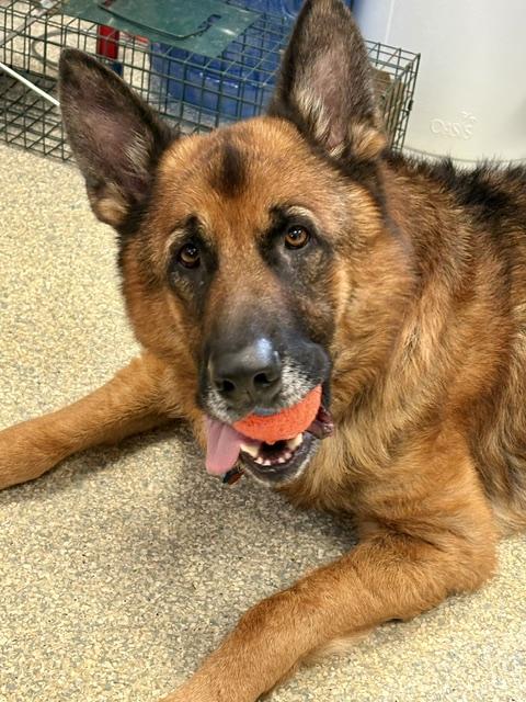 Jack Zuko, Adopted, Adult Male German Shepherd Dog.
