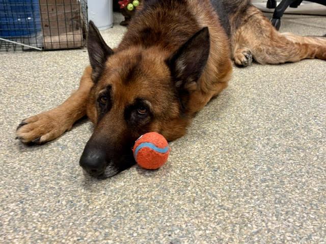 Enlarge Jack Zuko, a Adopted German Shepherd Dog in East Hartland, CT image 4/4