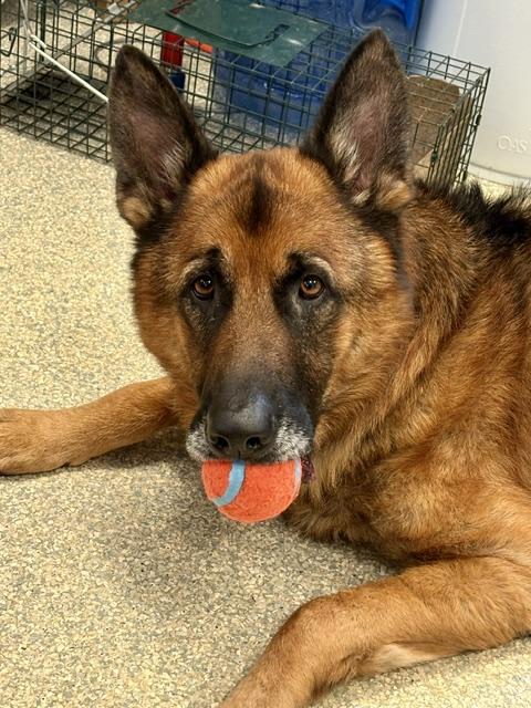 Enlarge Jack Zuko, a Adopted German Shepherd Dog in East Hartland, CT image 2/4