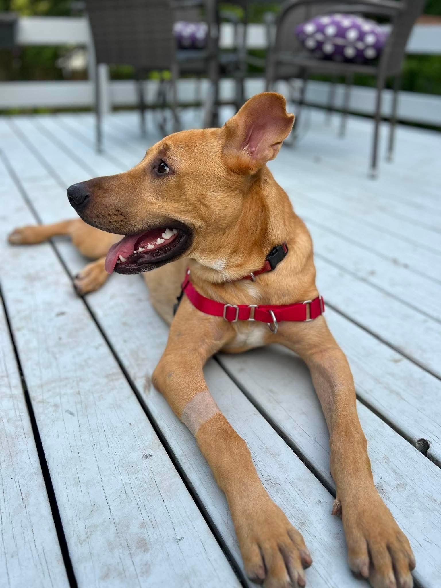 Enlarge Biscuits, a Adopted Mixed Breed in Seattle, WA image 3/6