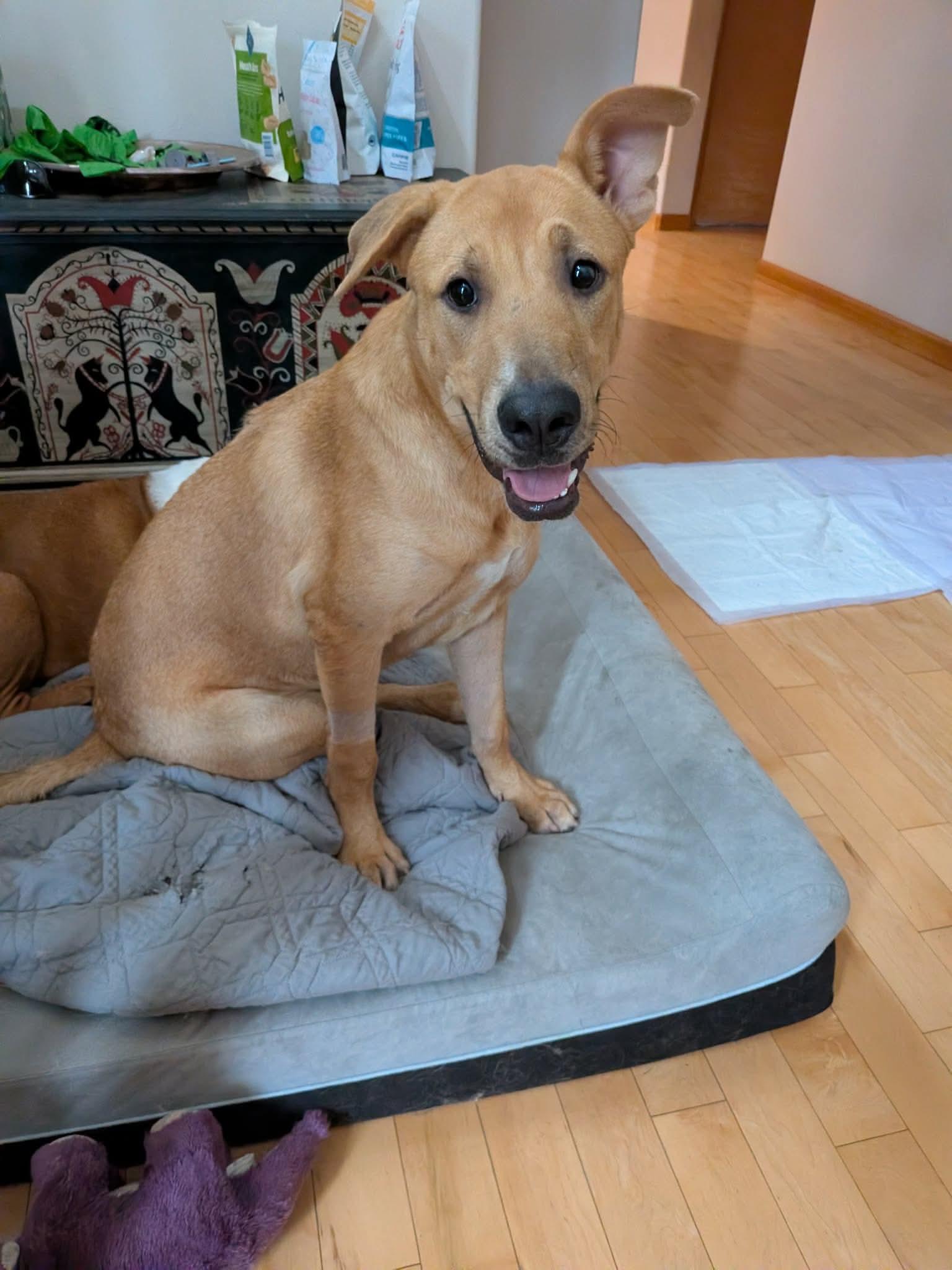 Enlarge Biscuits, a Adopted Mixed Breed in Seattle, WA image 6/6