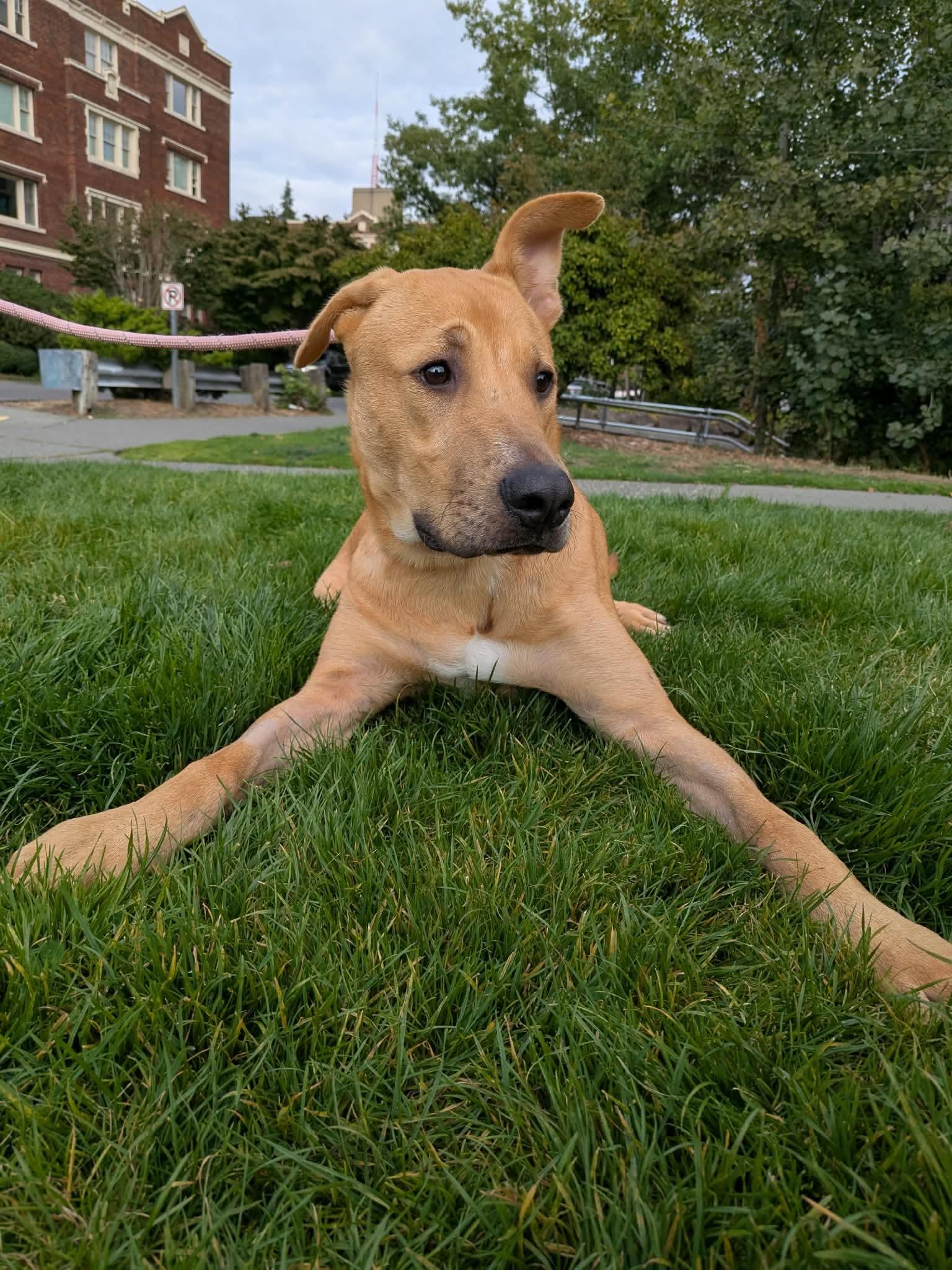 Enlarge Biscuits, a Adopted Mixed Breed in Seattle, WA image 2/6